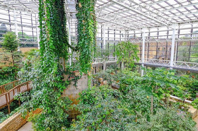 热带梦幻中心（海洋博公园内）丨日本冲绳-33