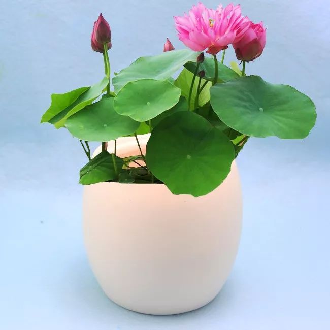 案上花草，闲时观 | 品味室内设计中的自然美学-44