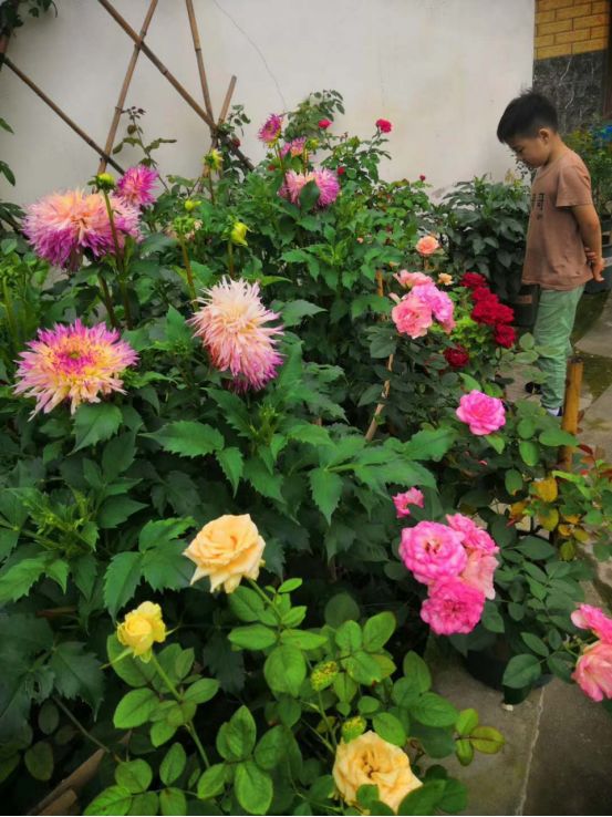 大叔也爱养花，3天造出个小花园，一分钱没花！-82