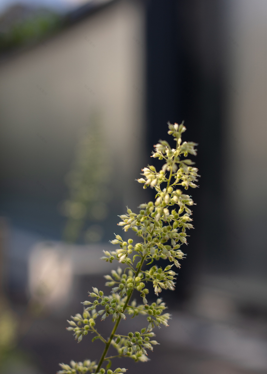 7000 Oaks 与城市生态共生的艺术设计-42