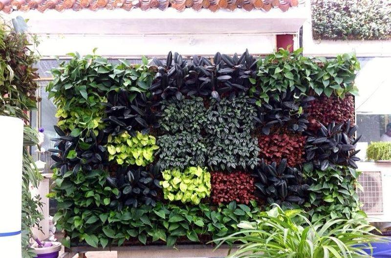 深圳宝安40万㎡植物墙打造绿色城市-1