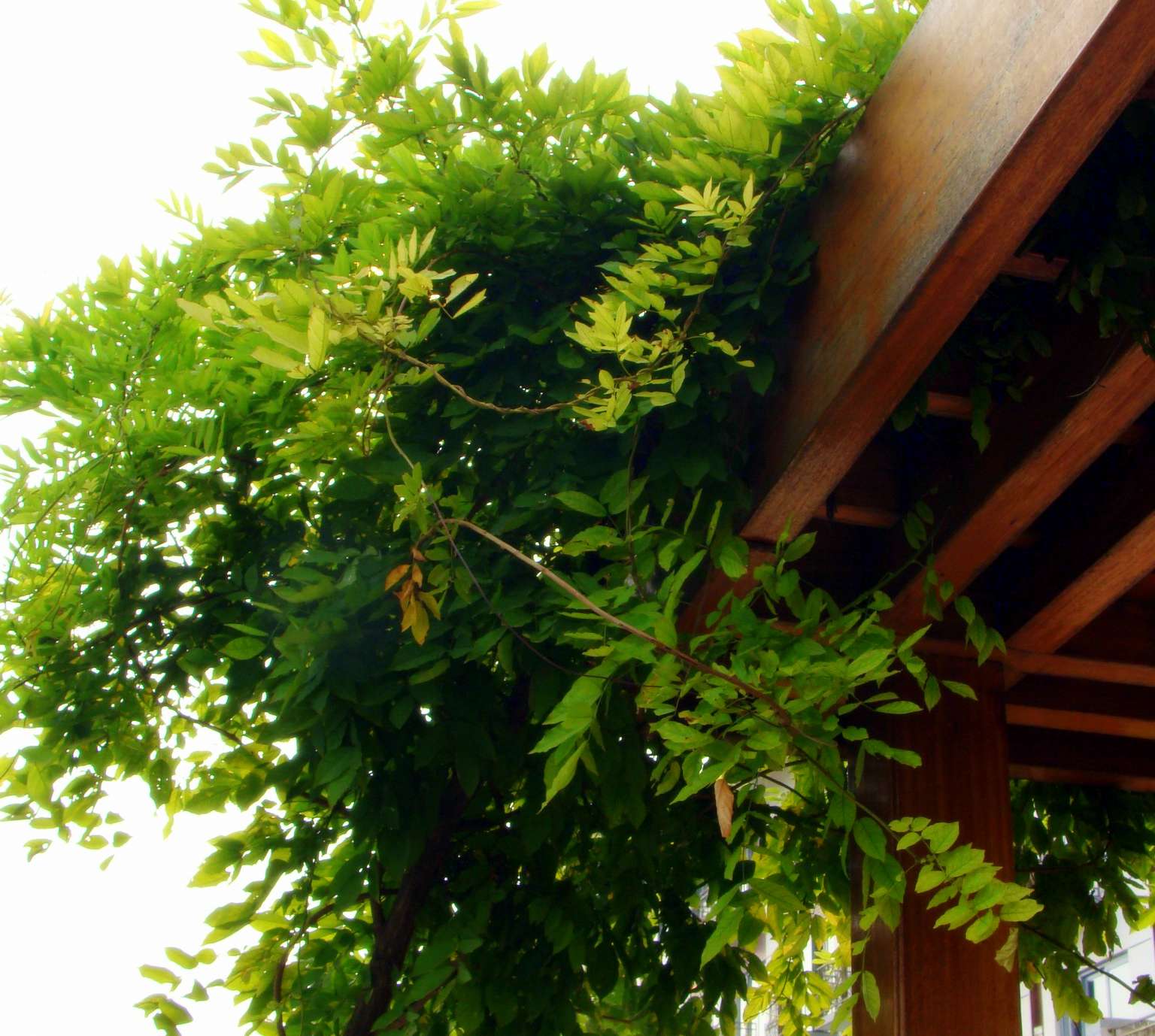 金螳螂  太湖干部疗养院-1