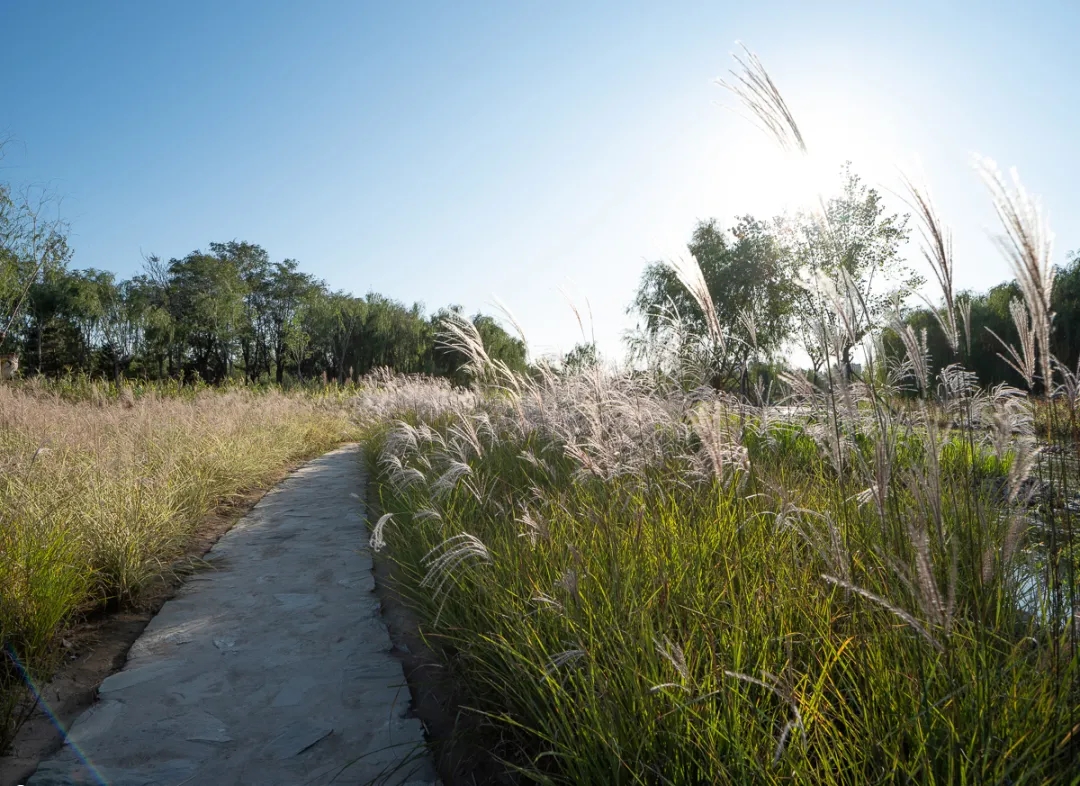 通州城市绿心森林公园丨中国北京丨北京建院-27