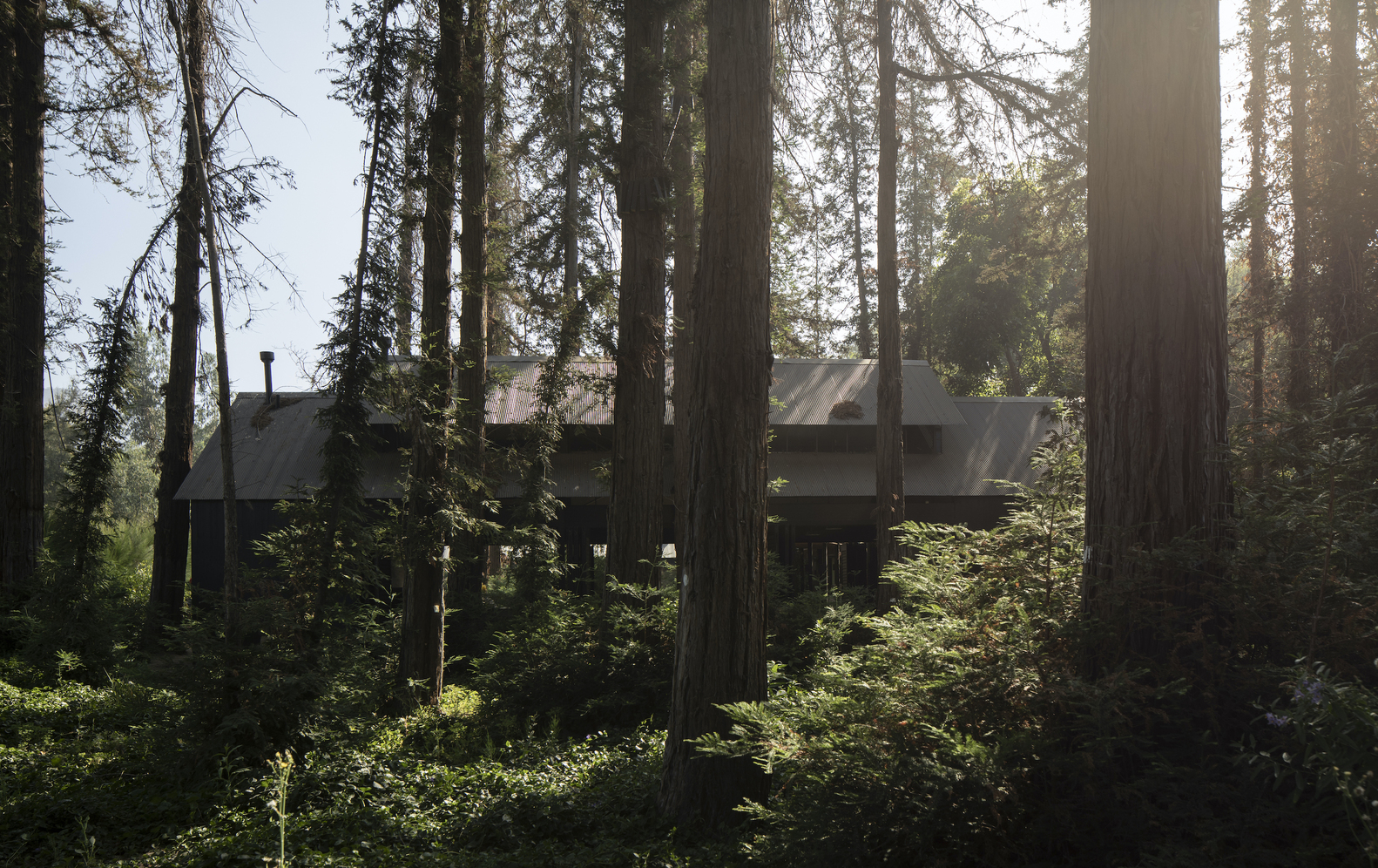 智利红木森林中的周末度假屋-31