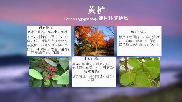 秋凌景观陪伴你学习的第3128天-7