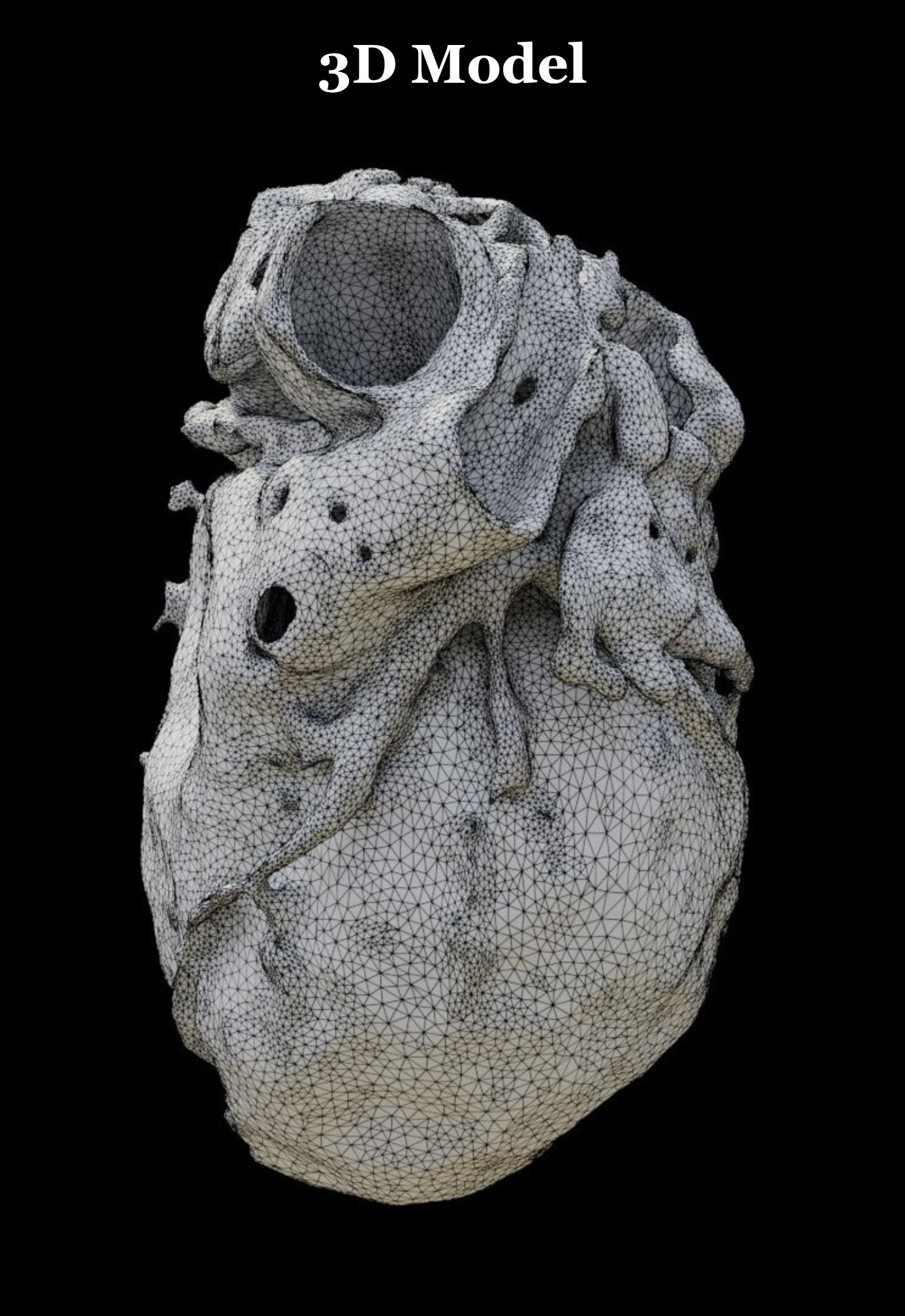 风格化生物学-31