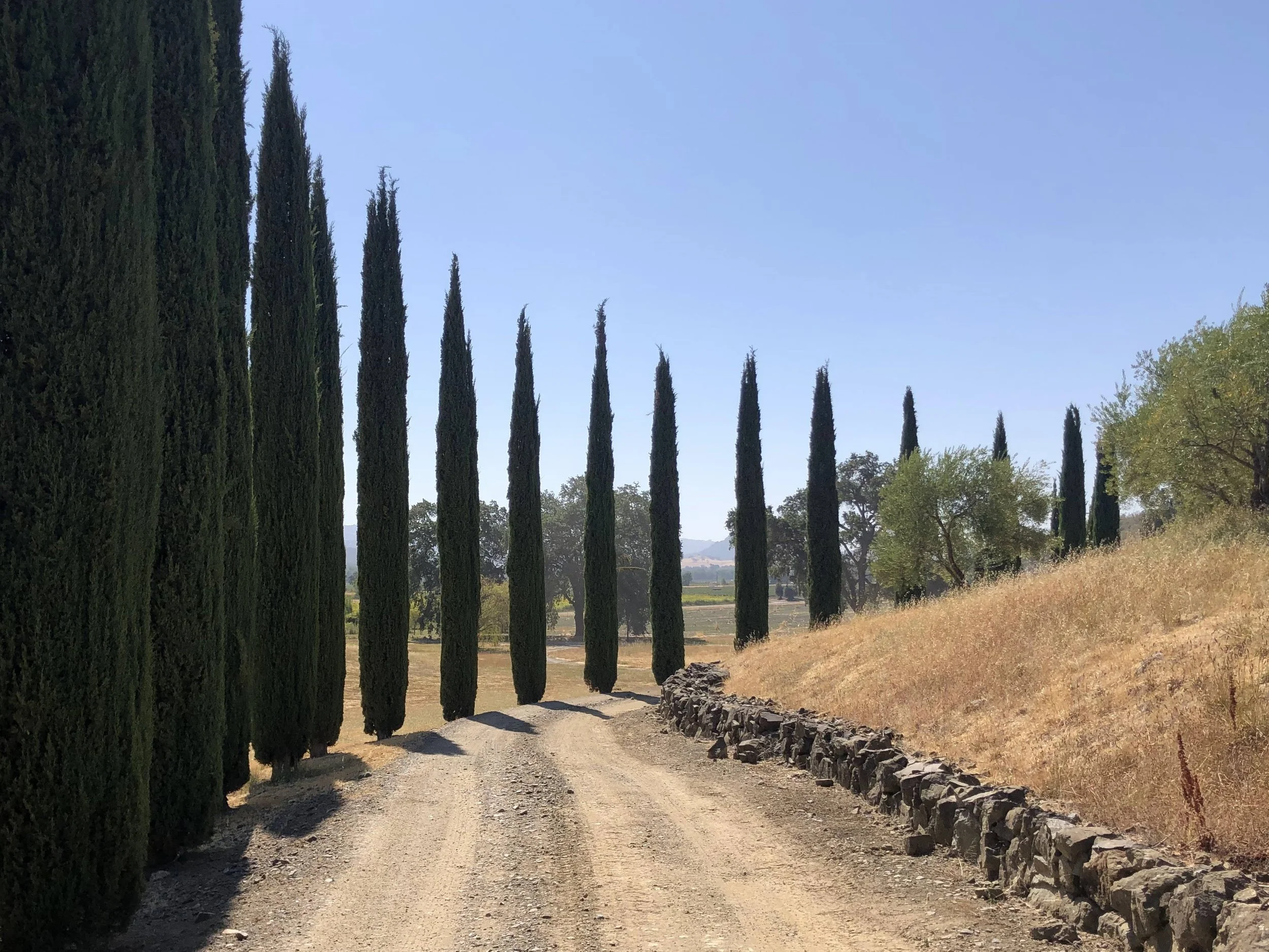 Mendocino Winery景观设计项目丨美国加利福尼亚丨Fletcher Studio-22