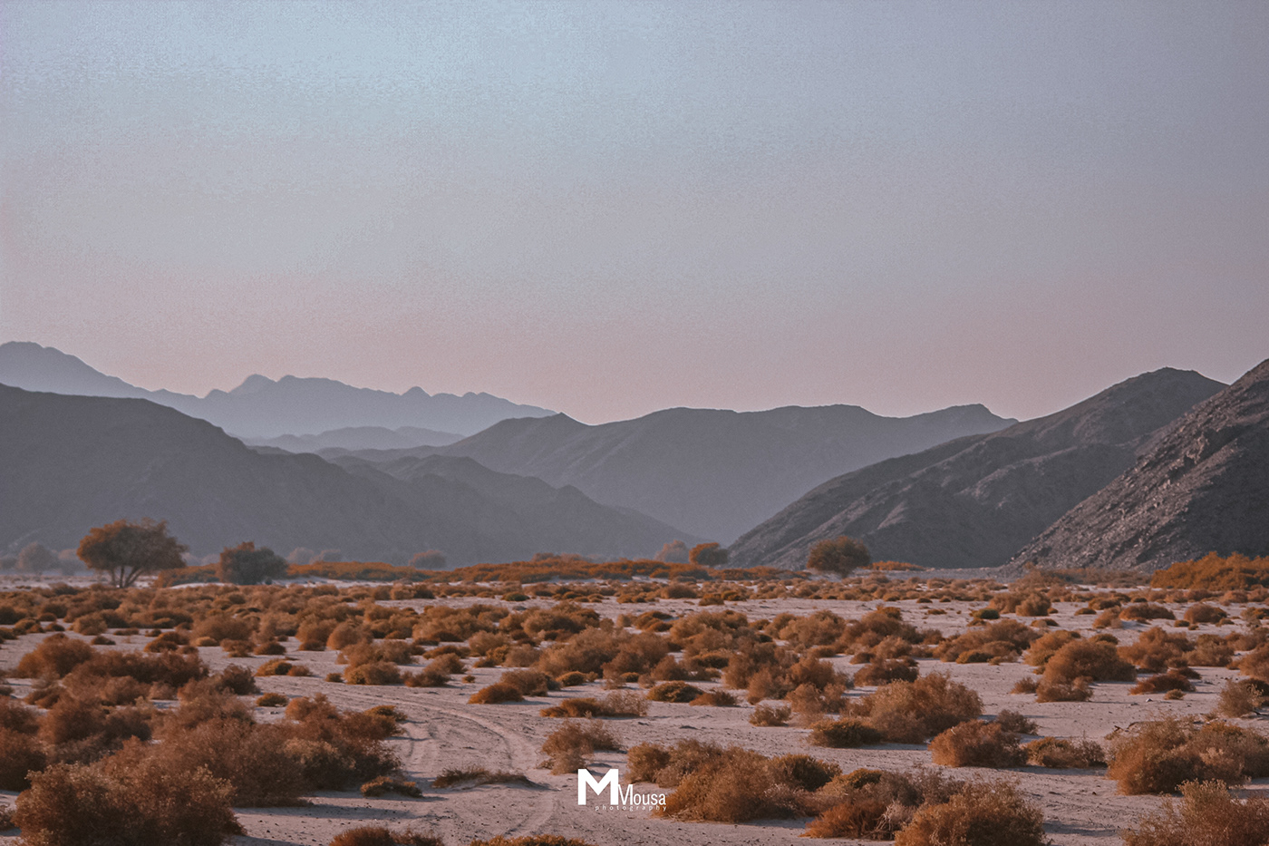 Nature in Wadi El Gemal Reserve-5