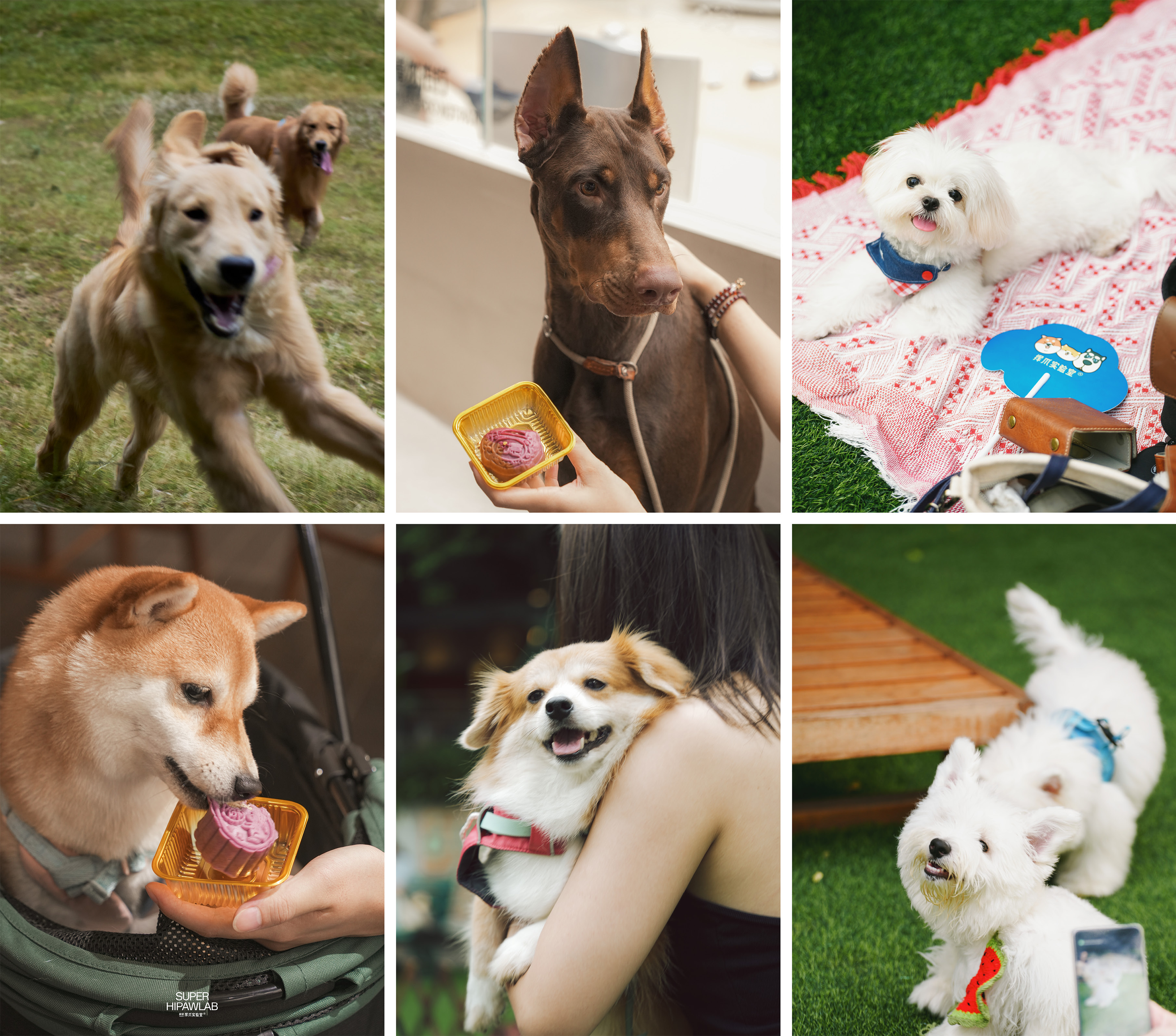 深圳市罗湖泥岗东路宠物友好口袋公园丨中国深圳丨深圳市未名设计顾问有限公司罗湖分公司（WMLA）-28