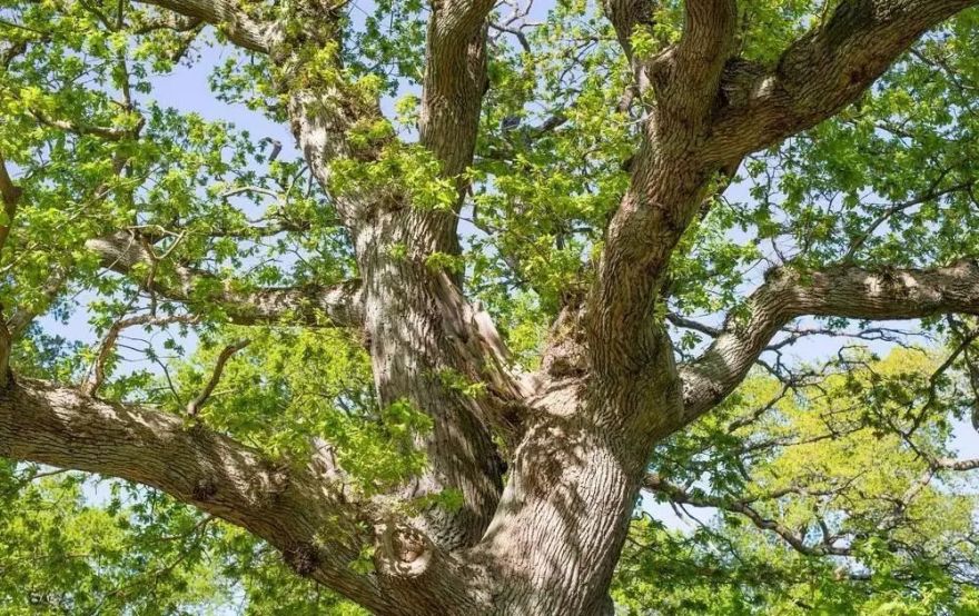 武汉支点设计 || 实景作品 || 橡树之恋-0