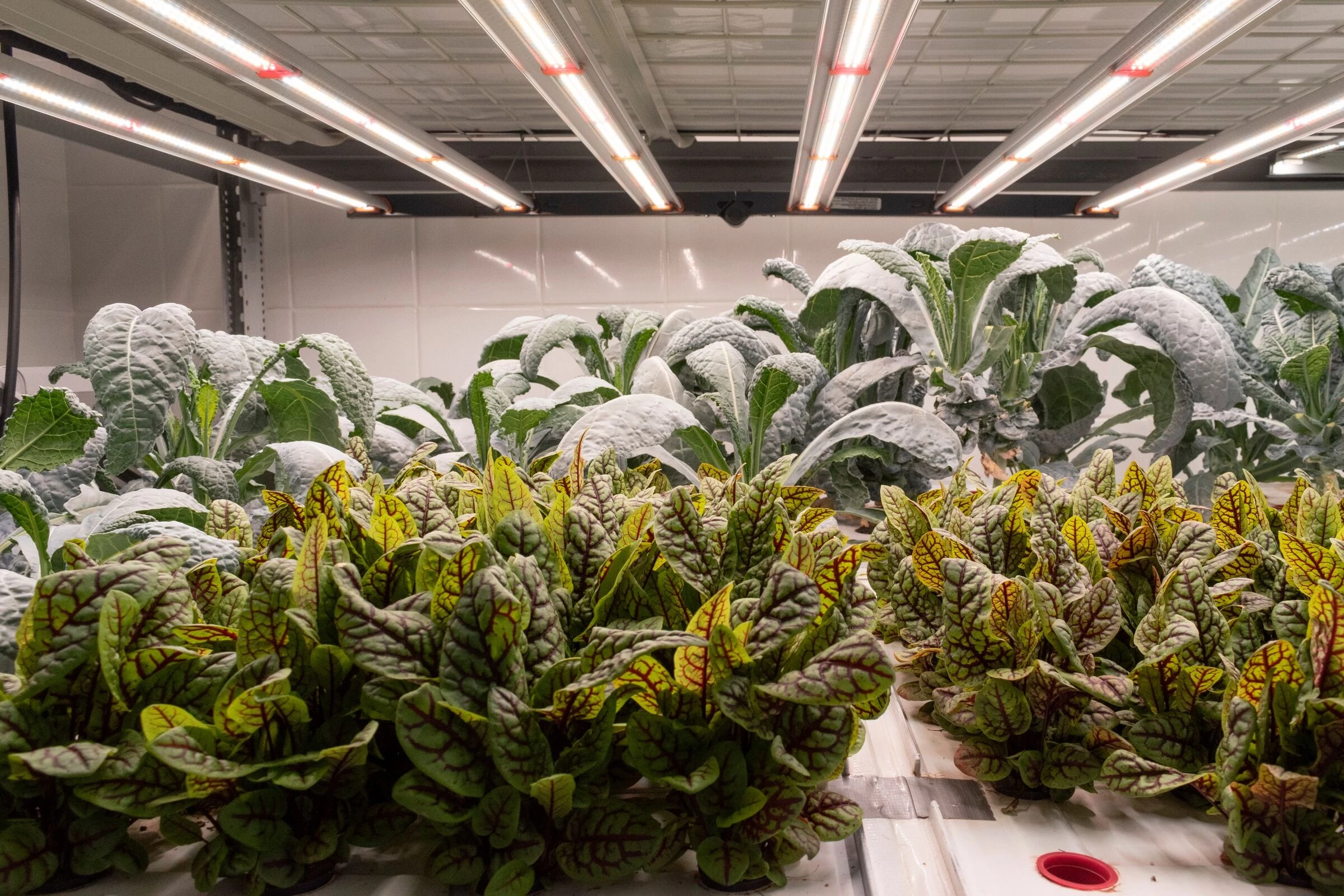 Fazenda Cubo 水培种植丨巴西圣保罗丨Estúdio Lava-24