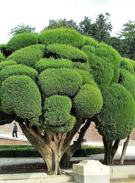 室内设计打造造型植物的独特魅力丨艺汉卿-1