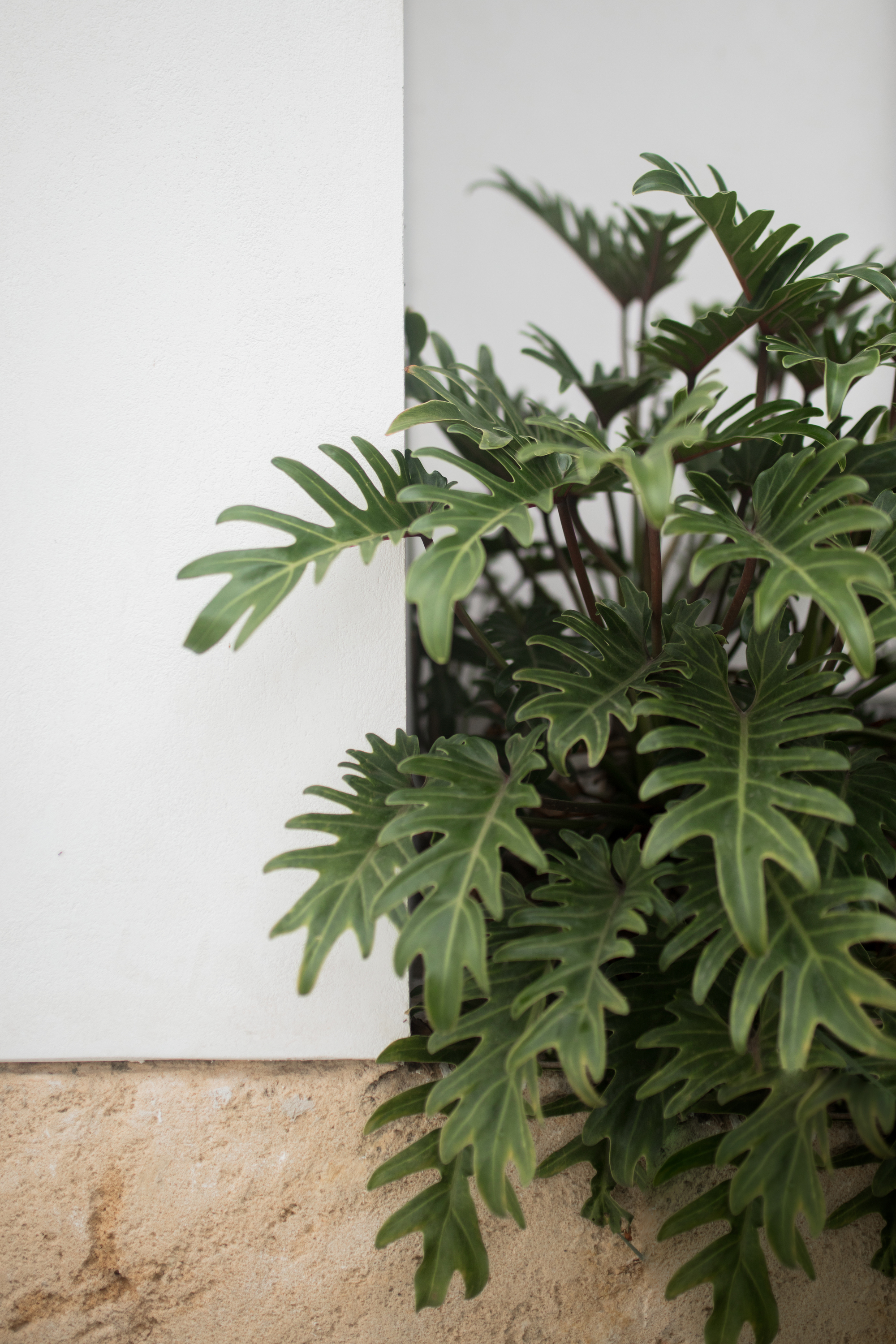 House B / Whispering Smith-35