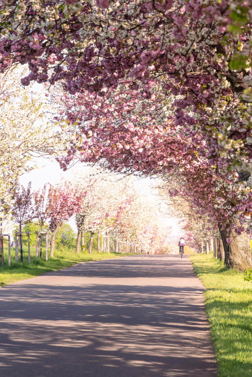 哈茨山樱花春日童话景观体验丨德国-7