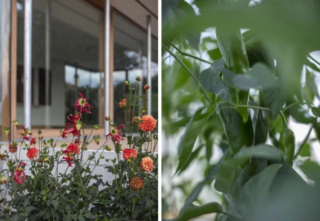 瑞士郊区扩建别墅，绿意环绕的阳光花房-29