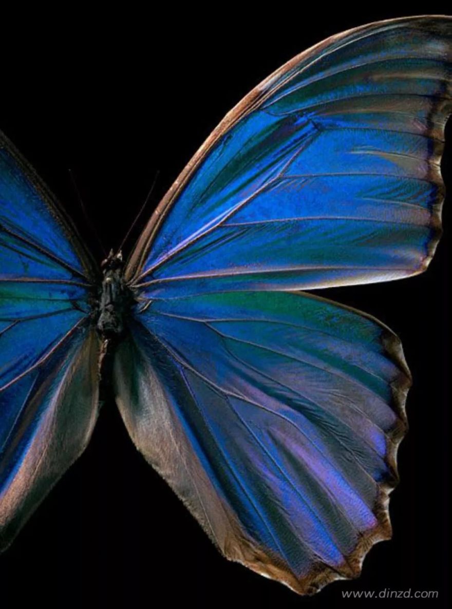 理想之城 2019 | 蝶鳞之色幻化多彩生活-46