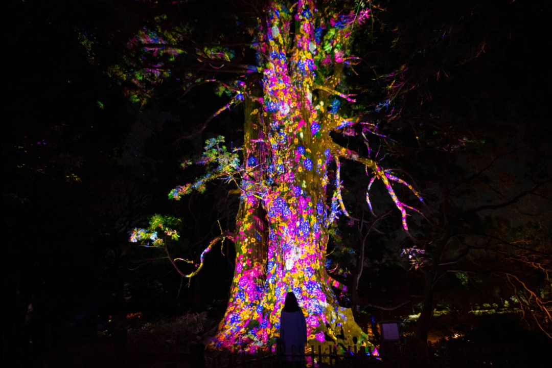 teamLab偕乐园光之祭丨日本-47