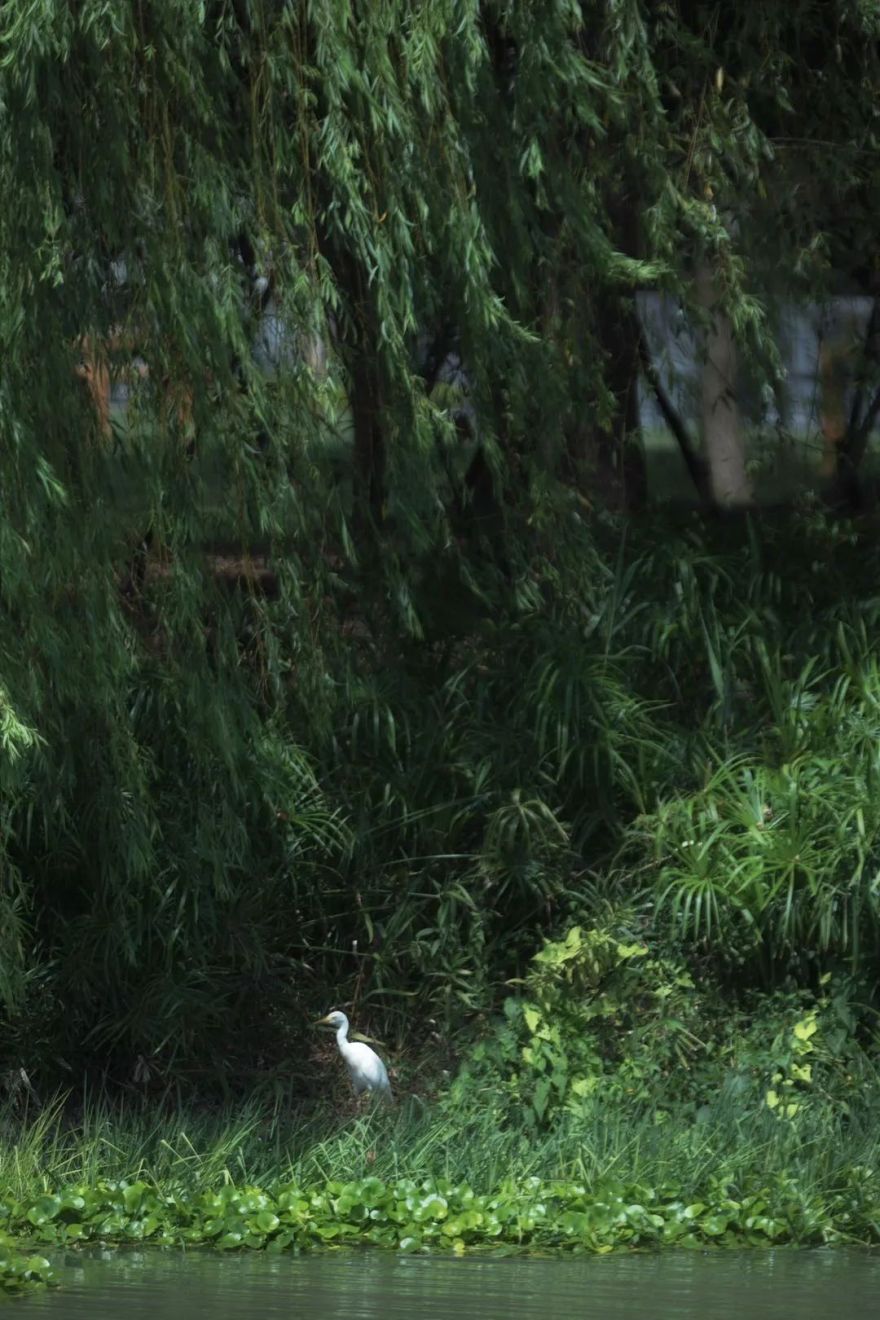 上海养云安缦社区-22