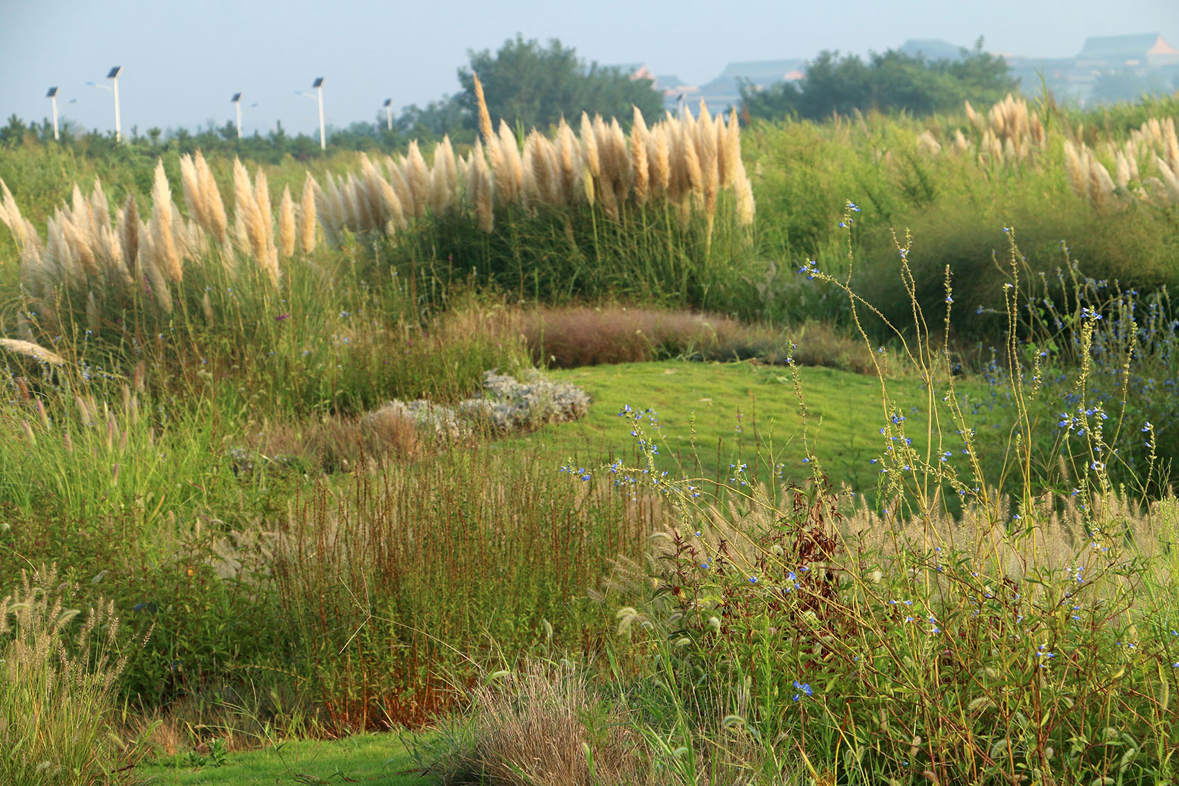 多岛海野草公园丨中国日照丨孔祥伟工作室-48