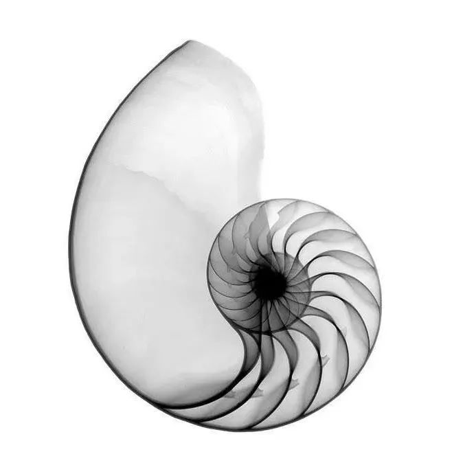 捷报▏青岛海岸线再添新地标！世茂悦海以自然之名，塑写时代美学【实景呈现】-68