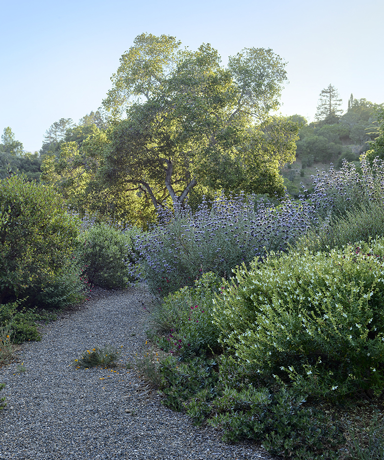 加州海岸岭住宅丨中国金山丨Scott Lewis Landscape Architecture-45