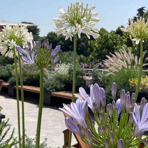 Brunello Cucinelli罗马总部屋顶花园丨意大利罗马-7