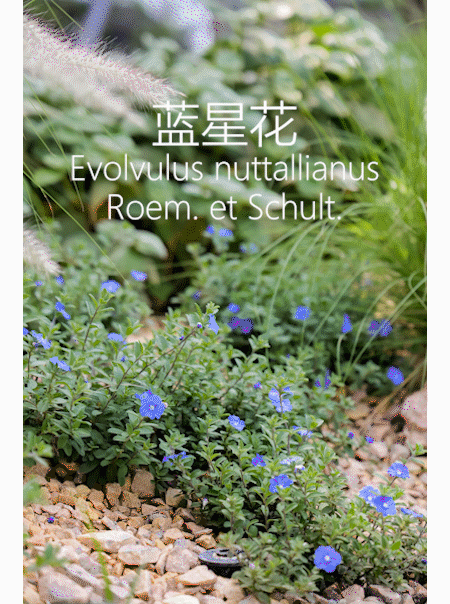 Lu·e Park·海口麓岛公园丨中国海口丨成都德珈筑境景观规划设计有限公司-74