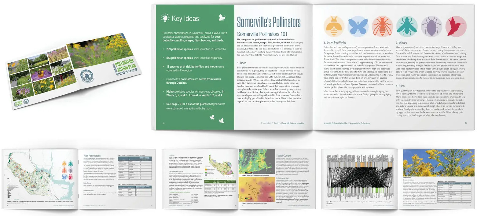 萨默维尔授粉昆虫行动计划丨美国丨Offshoots,Inc.-5