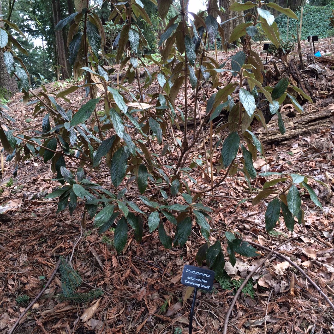 华盛顿公园喜马拉雅云林花园丨美国华盛顿-76