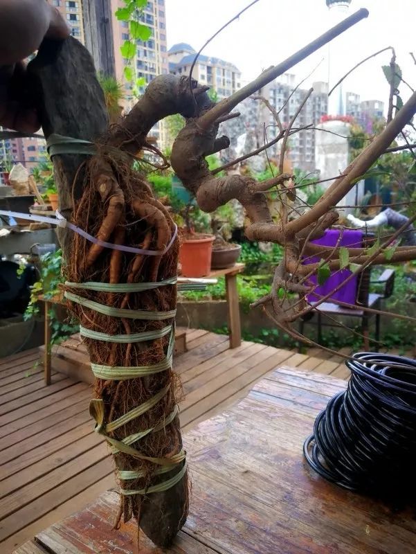 不惑之年,他自己动手建了一座楼顶花园,养花种菜喂鱼……-205