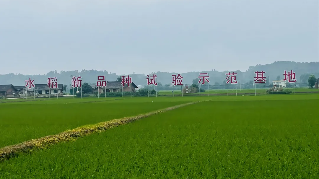 全域灌渠新面貌，中建八局这个项目为春耕送来“及时雨”-41