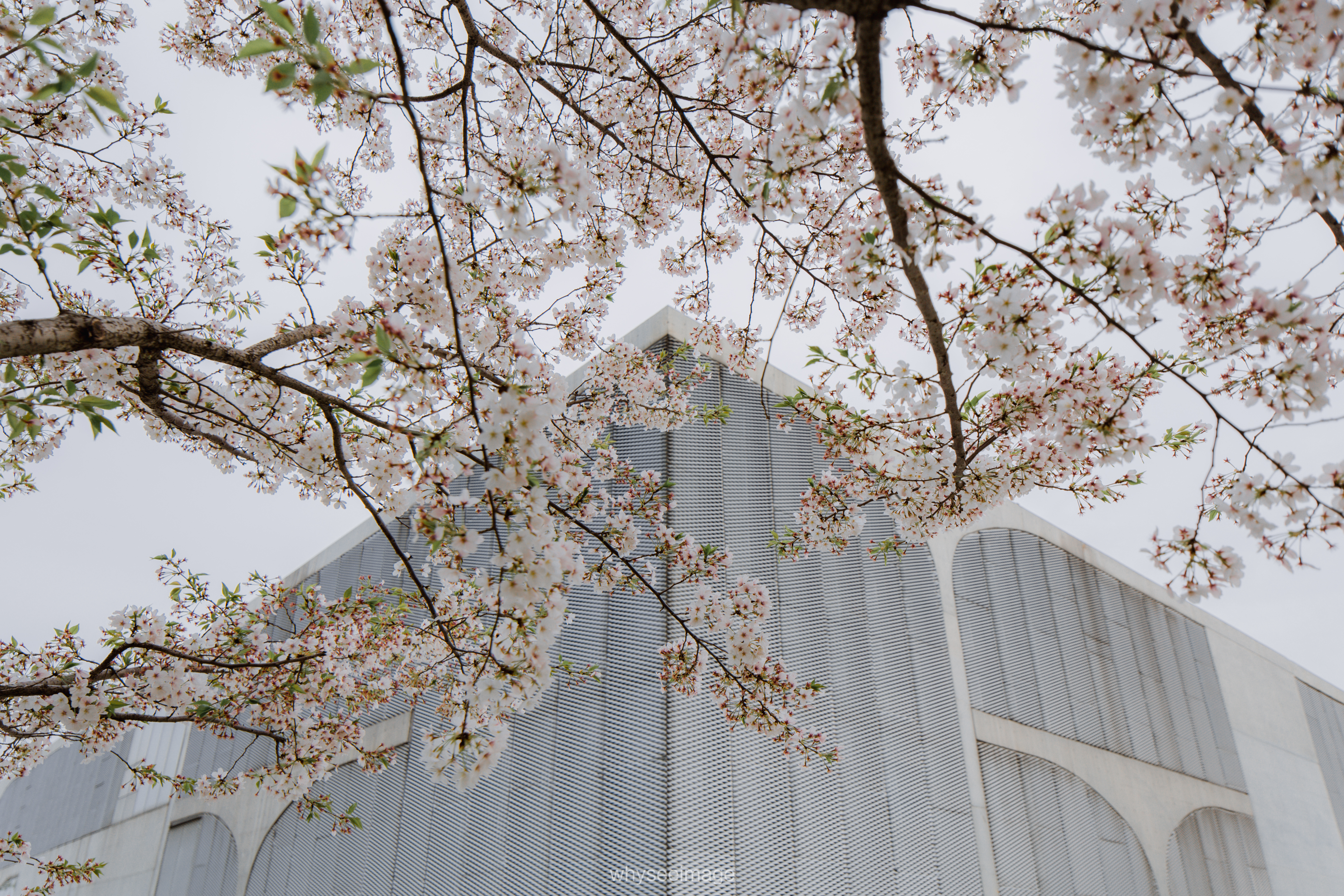 樱花+龙美术馆丨中国上海丨大舍建筑设计工作室-36