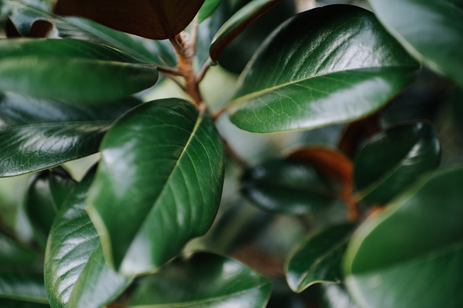 赫斯基森项目  GNK景观设计公司（这里GNK为特定名称，若无更多背景难以更精准翻译，推测一般为专业领域的公司名称，Landscapes可理解为景观设计公司等相关含义） -43