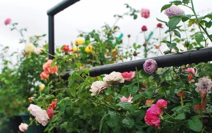 她在楼顶悄悄建了一座梦想花园,美翻了!这才是把日子过成诗的样子-117