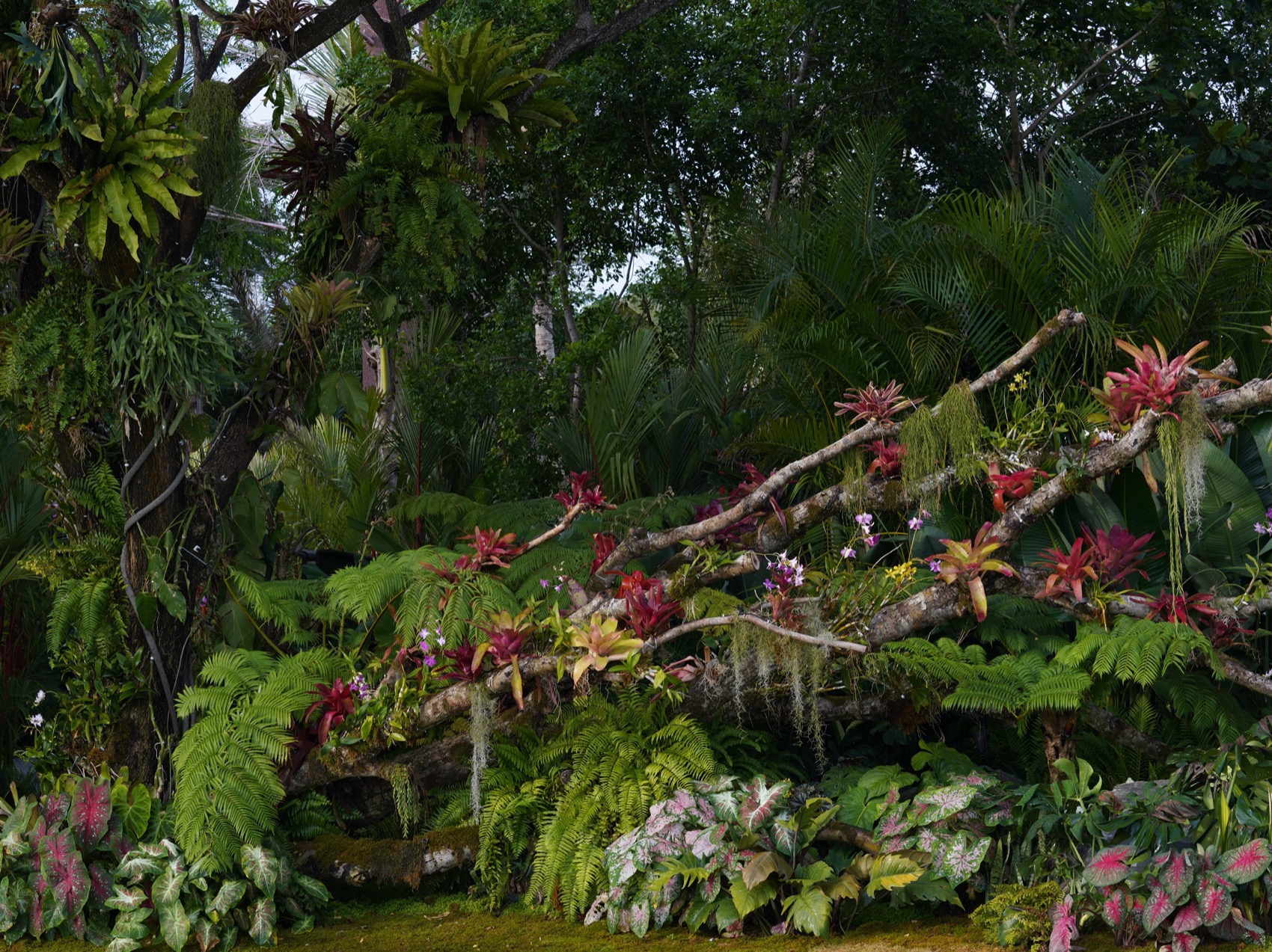 三亚海棠河生态公园阔叶浅溪段的花境生态营造丨中国三亚丨LOLA景观建筑设计事务所-71