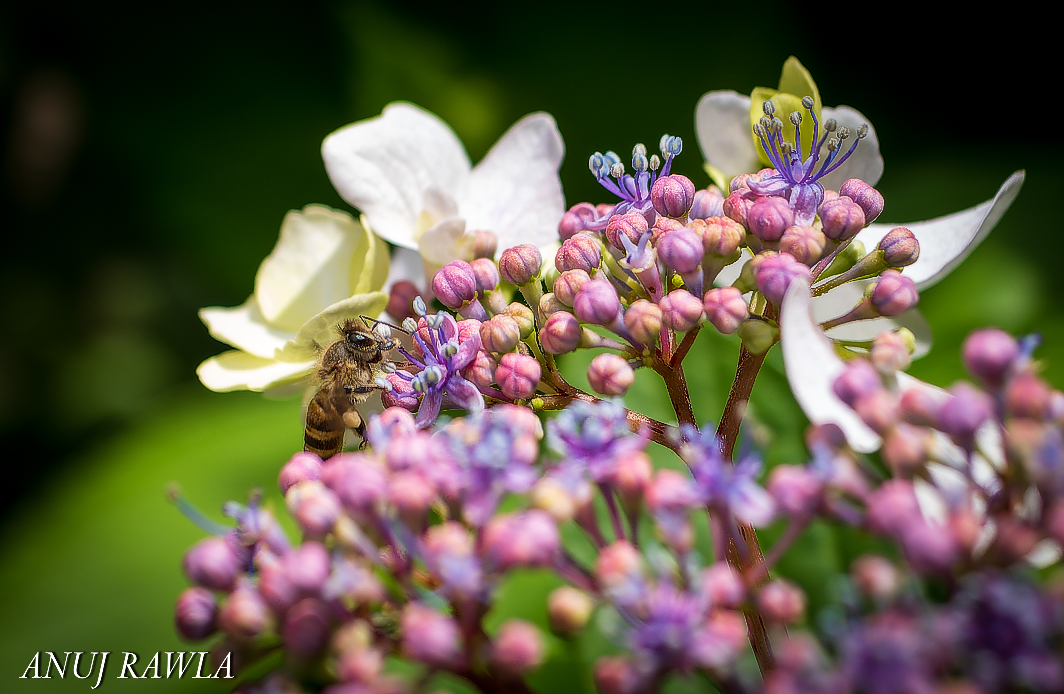 Wildflower Hall - August 2021-49