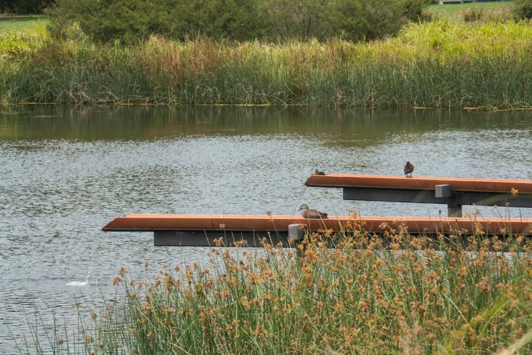 悉尼公园丨澳大利亚丨Turf Design Studio-36