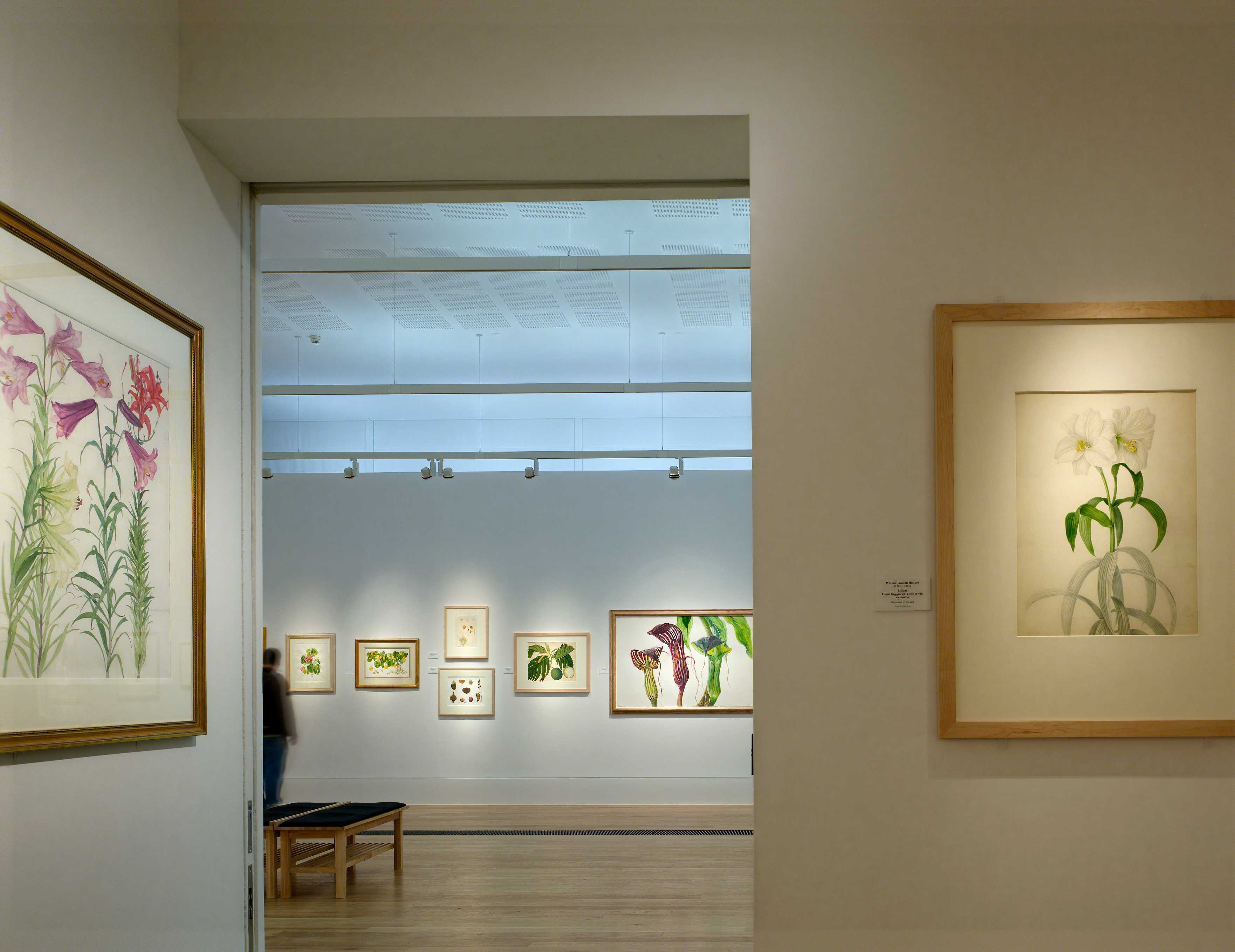 邱园植物艺术画廊（雪莉舍伍德美术馆）-37