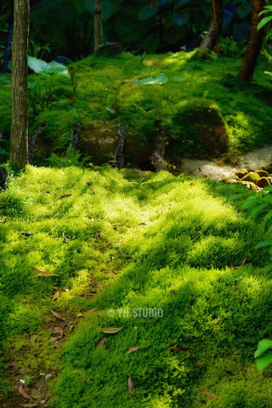 广州云萝植物园丨中国广州丨广州普邦园林股份有限公司-17