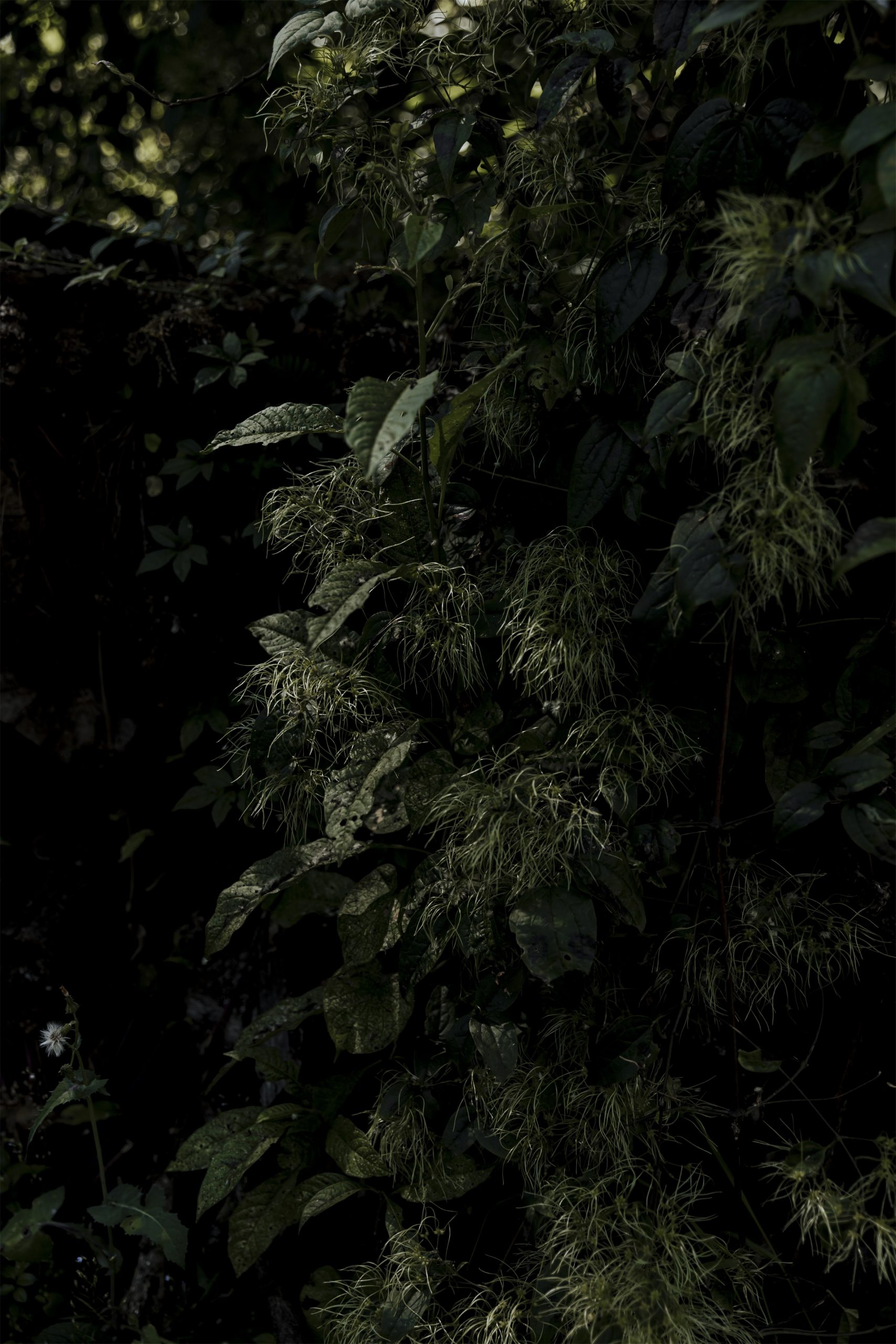 墨西哥森林花园-37