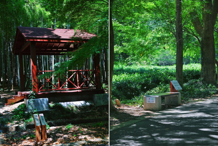 周末带娃撒欢，去旺山郊野公园觅野趣！-82