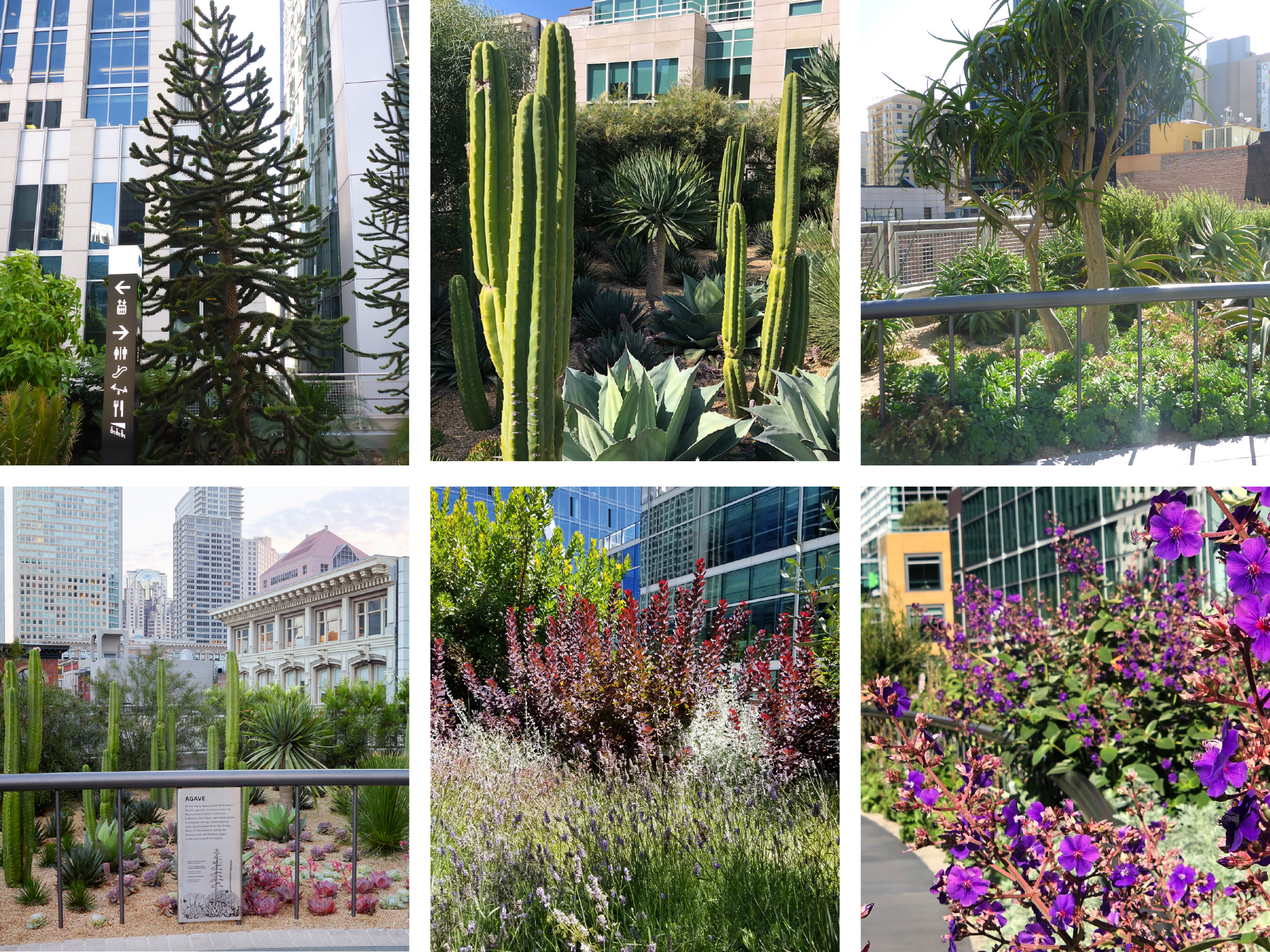 Salesforce Transit Center Park | PWP Landscape Architecture-81