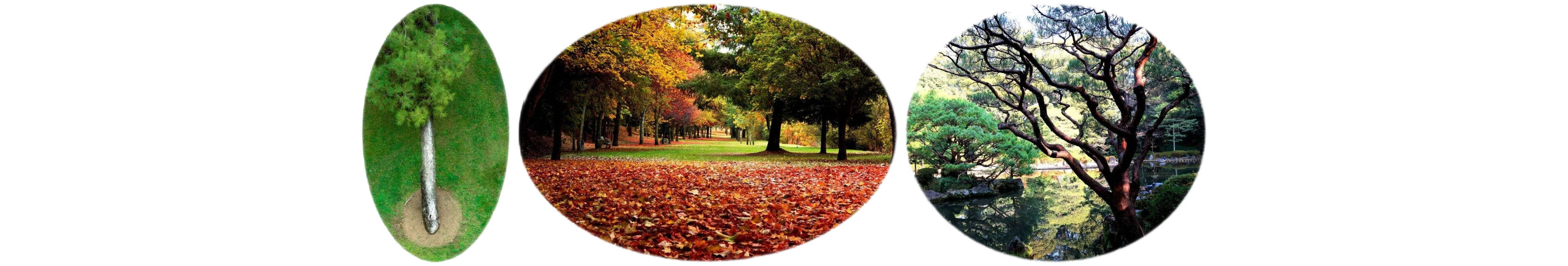 世界上的树木丨Sylvie D.-169