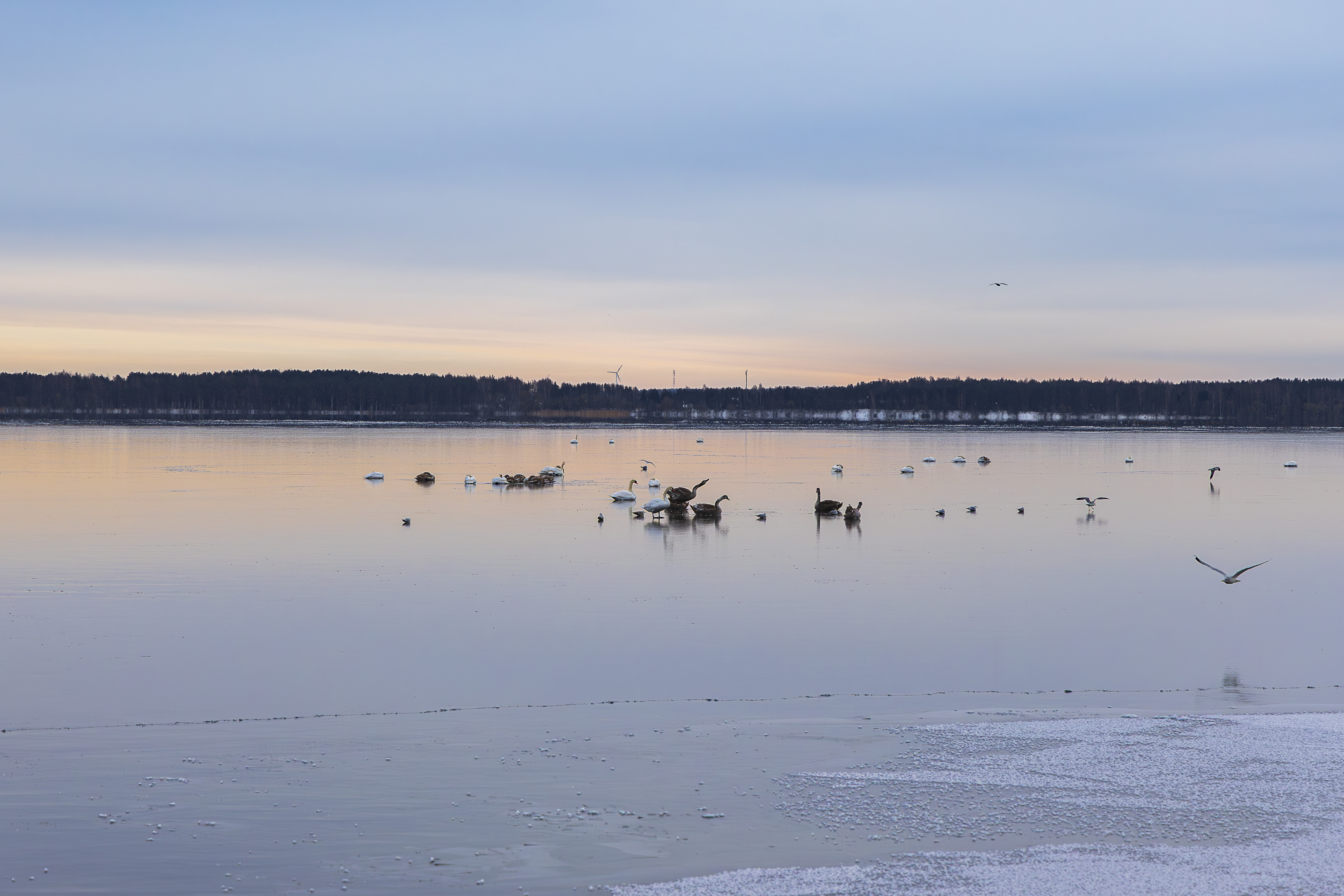 Птицы зимой. Birds in winter.-5