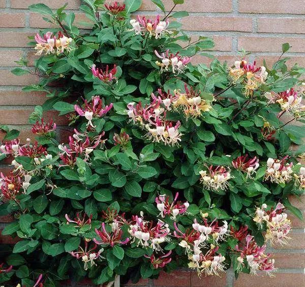 金银花园艺设计 | 品味清热解毒的良药之美-33