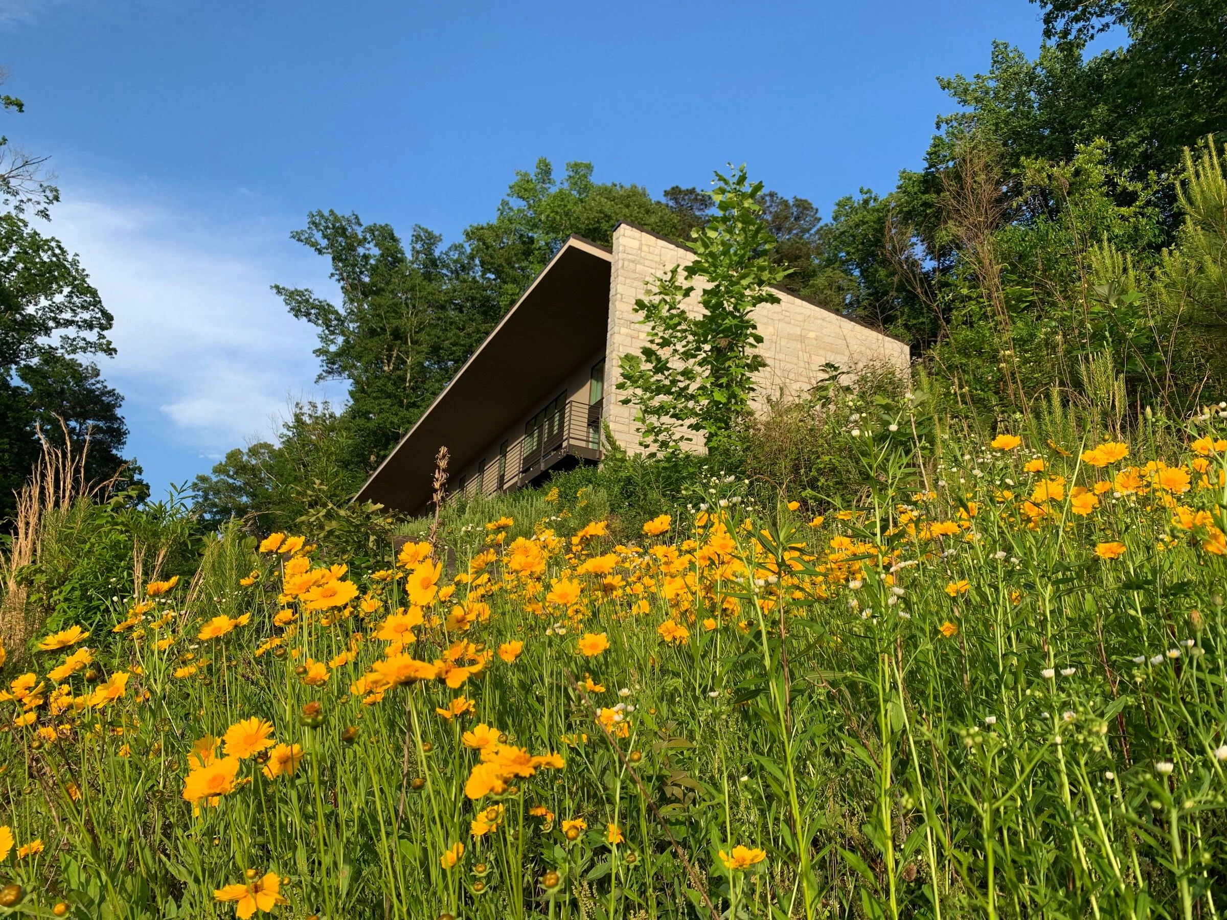 避树而建，节能环保的私人住宅-16