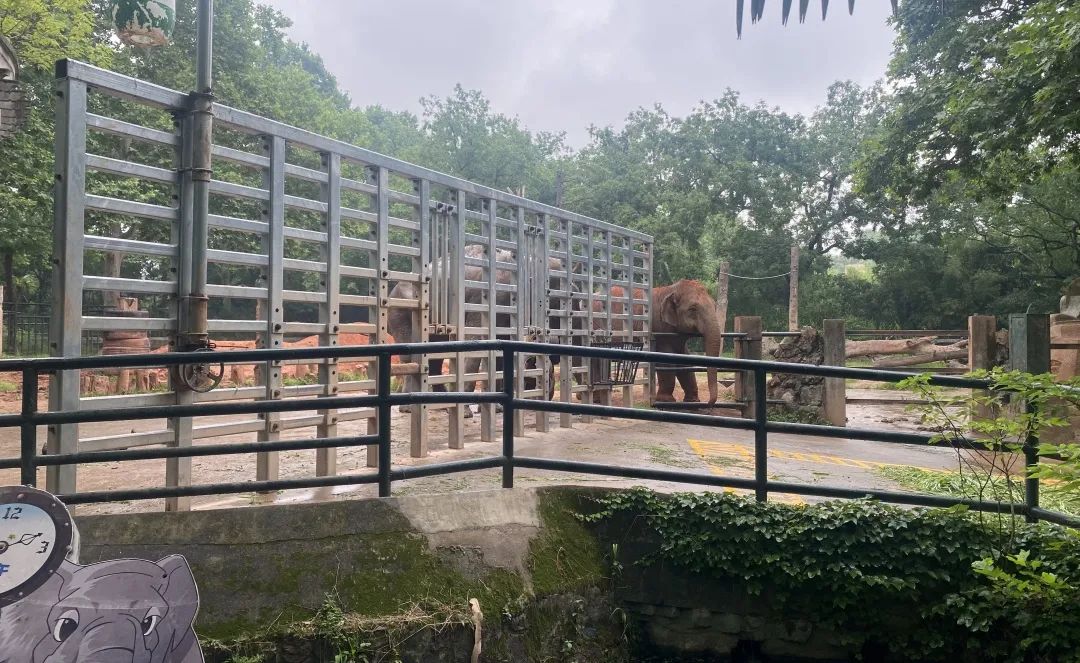 卓创学社丨19期：从铁笼到家园——当设计开始为动物“让渡”权力-15