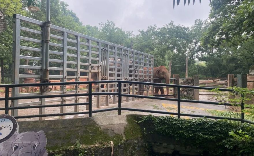 卓创学社丨19期:从铁笼到家园——当设计开始为动物“让渡”权力-15