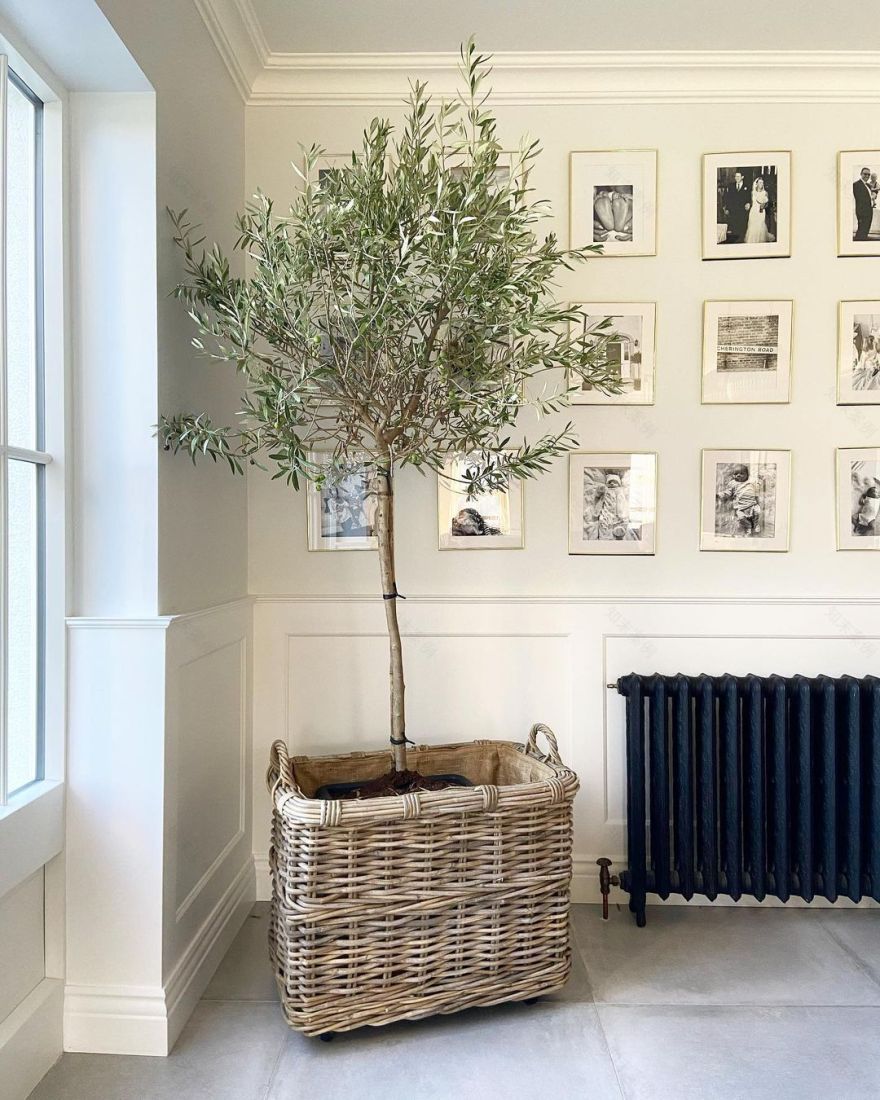 Indoor Olive Tree: Can You Successfully Grow One of Your Own?-5