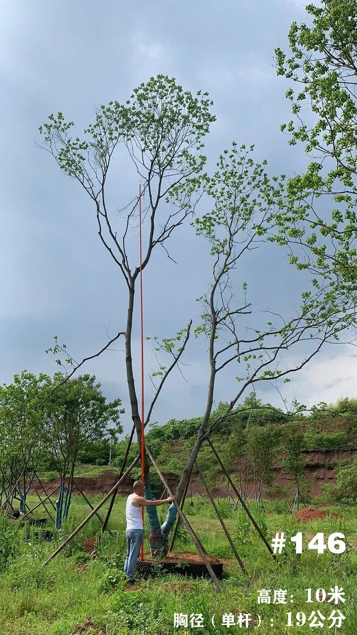 湖南衡阳 148 棵精品乌桕景观设计丨中国衡阳丨看见景观-170